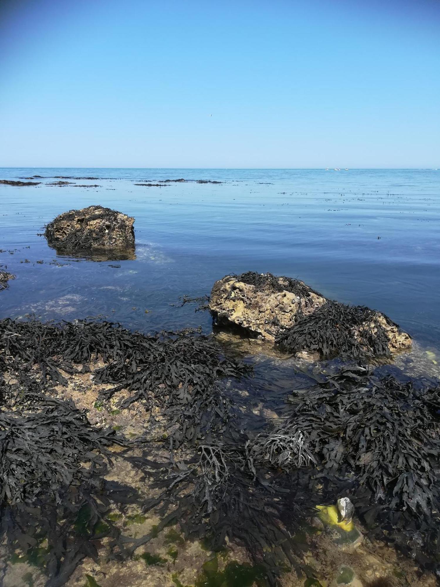 Le Costa Rica En Bord De Mer Villa Fécamp Buitenkant foto